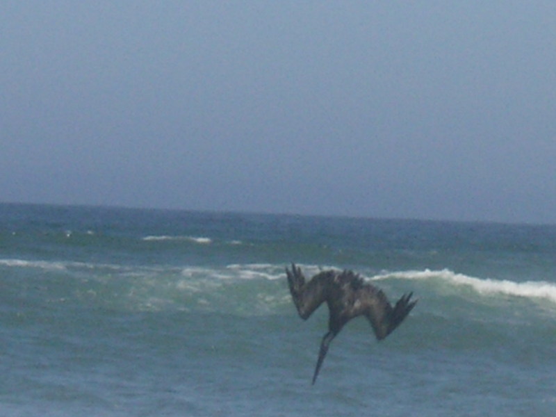 a pelican; DISPLAY FULL IMAGE.