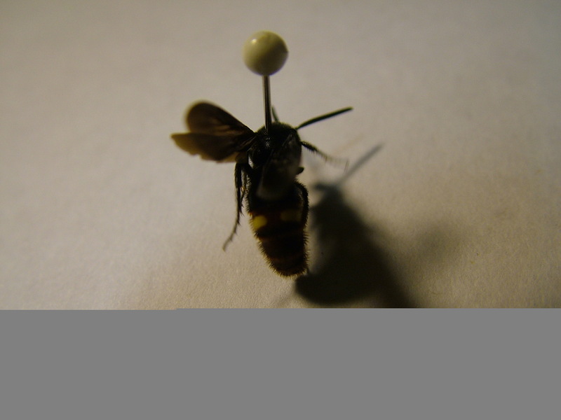 Wasp found in Harrisburg, Pennsylvania; DISPLAY FULL IMAGE.