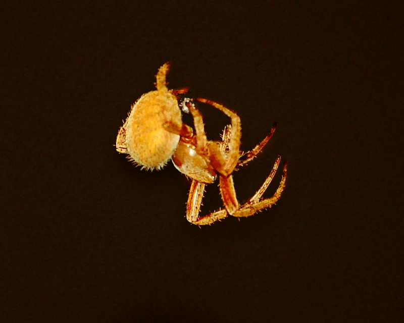 Gold Spider; DISPLAY FULL IMAGE.