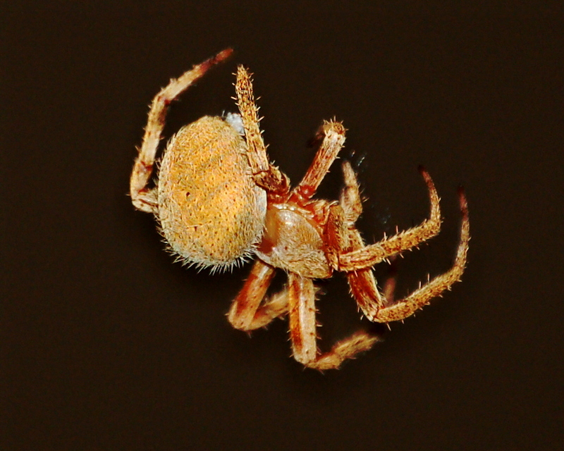 Gold Spider; DISPLAY FULL IMAGE.