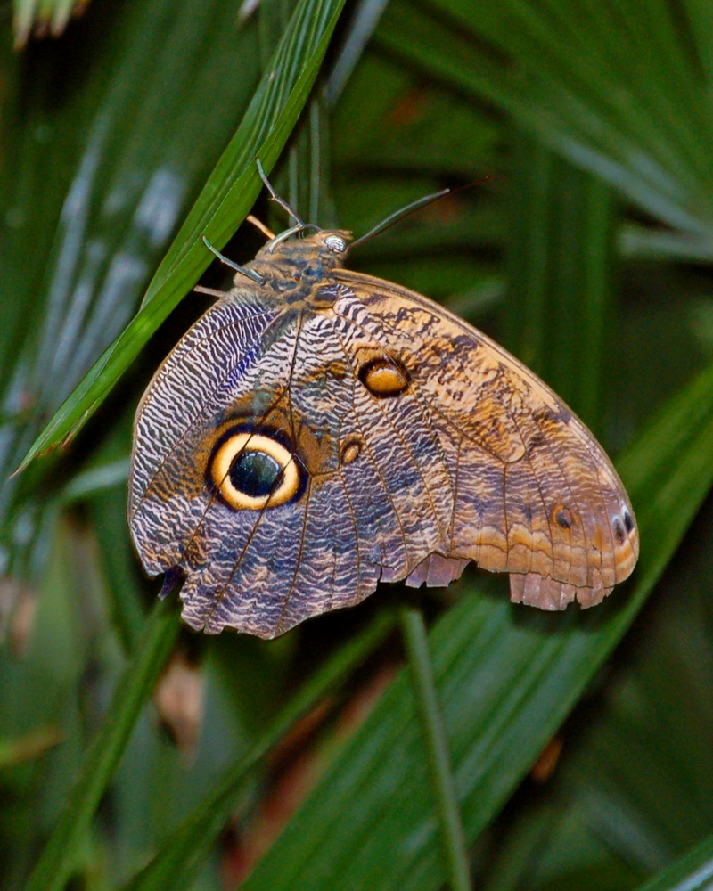 Owl-butterfly, Caligo brasilllensis; DISPLAY FULL IMAGE.