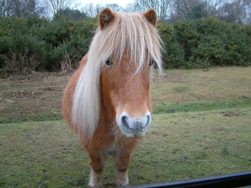 pony from the new forest; DISPLAY FULL IMAGE.