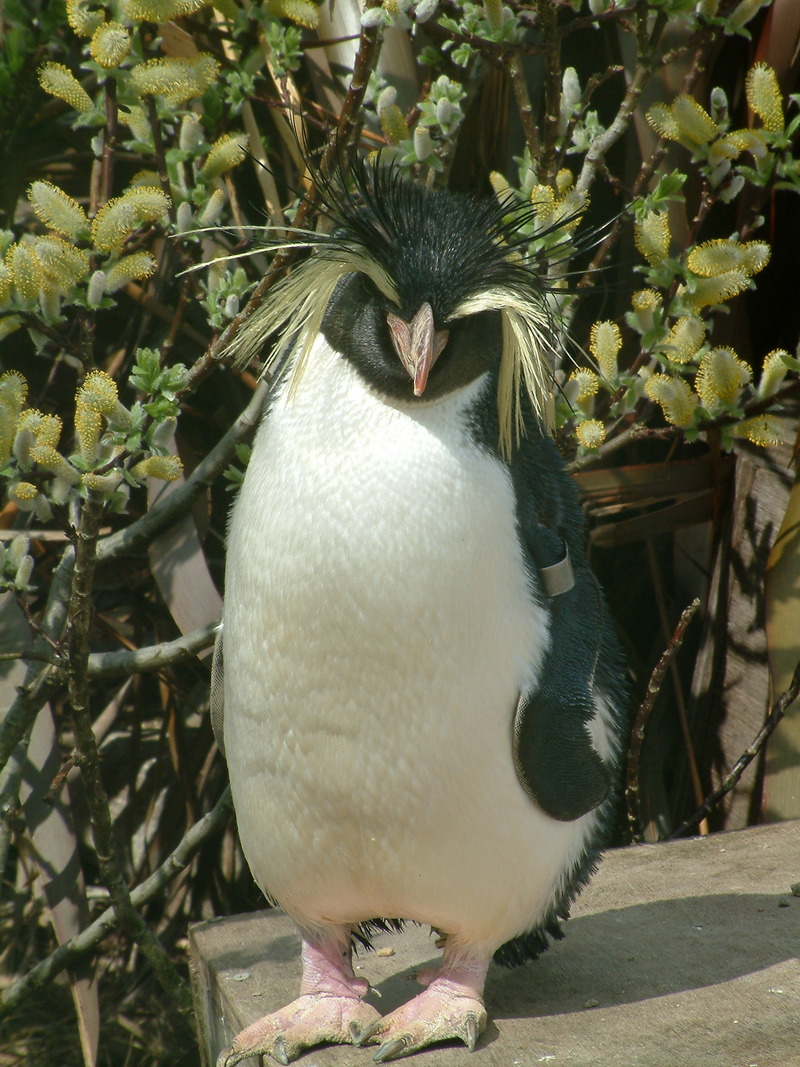 Penguin from whipsnade Zoo; DISPLAY FULL IMAGE.