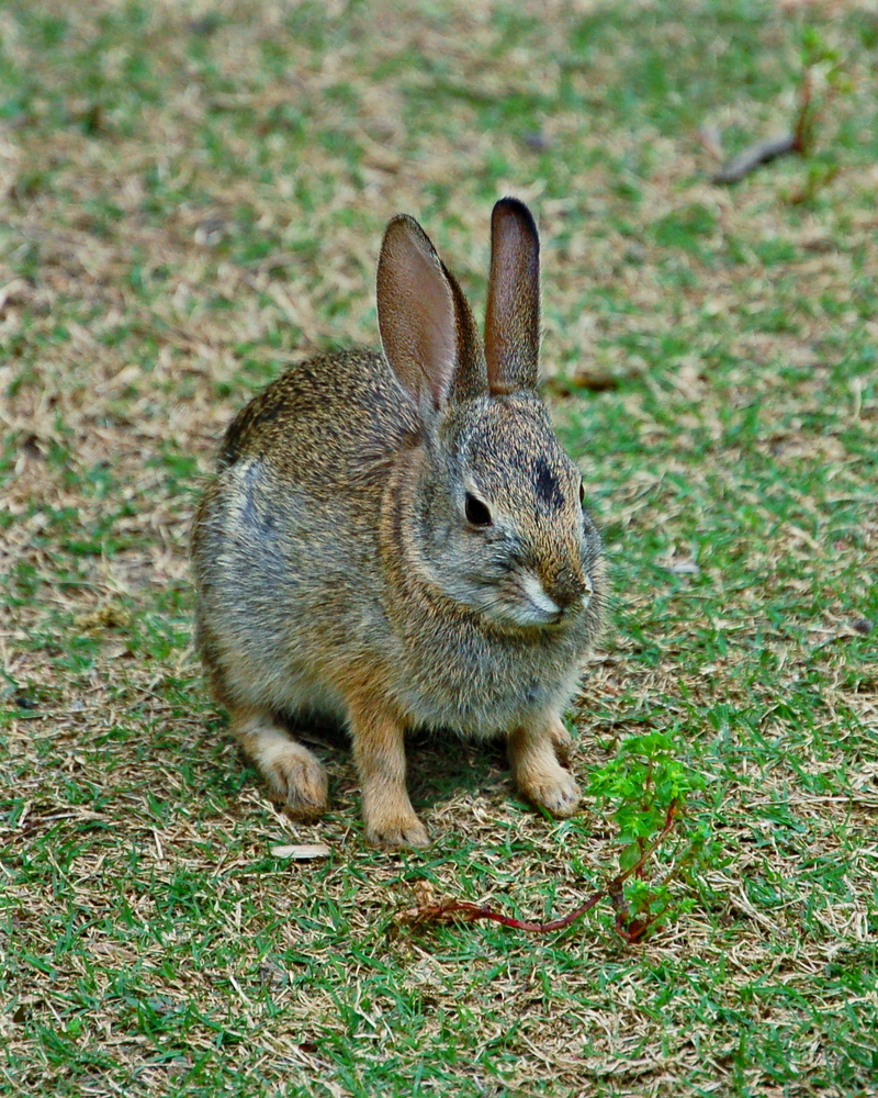 Rabbit; DISPLAY FULL IMAGE.