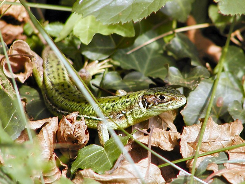 Can anyone ID this lizard, length about 15cm, found in the Landes area of France; DISPLAY FULL IMAGE.