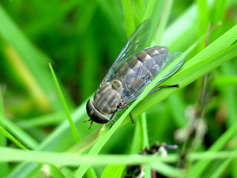 Horsefly; DISPLAY FULL IMAGE.