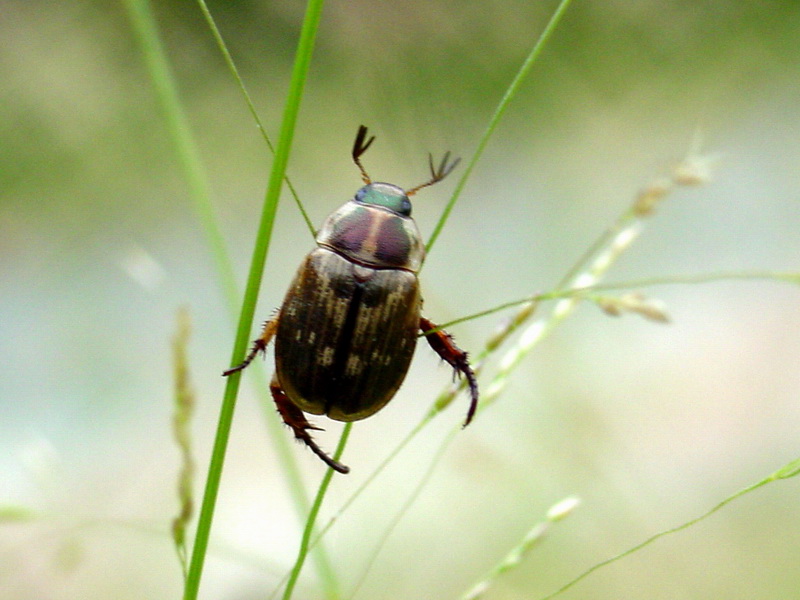 Small but cute beetle {!--등얼룩풍뎅이?-->; DISPLAY FULL IMAGE.