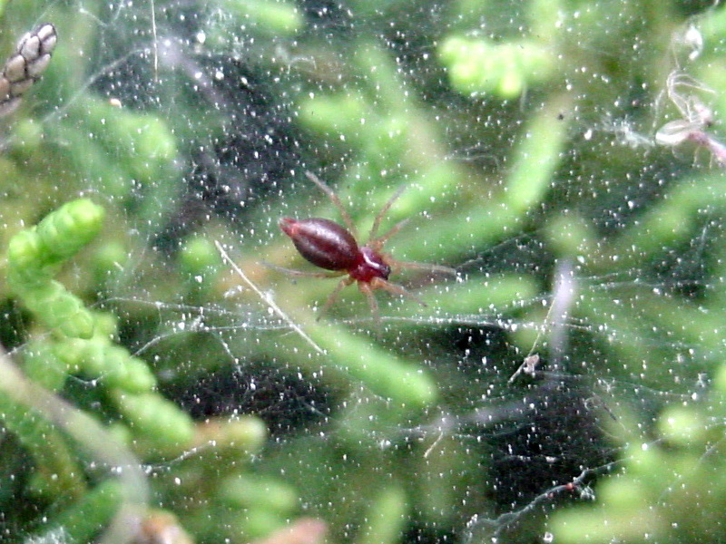 Spider; DISPLAY FULL IMAGE.
