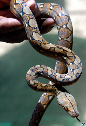 baby reticulated python