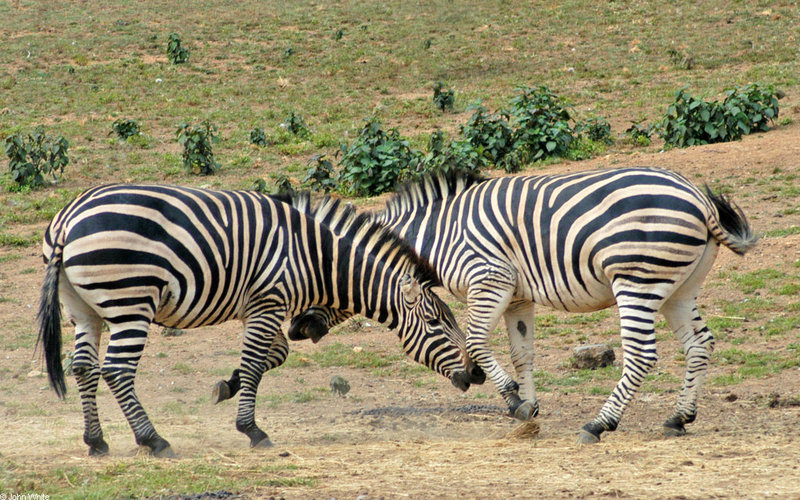 Play Fighting Burchell's Zebra (Equus burchellii) - Burchell's Zebra (Equus burchellii) fight 9; DISPLAY FULL IMAGE.