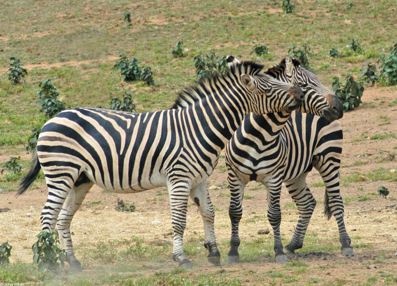 Play Fighting Burchell's Zebra (Equus burchellii) - Burchell's Zebra (Equus burchellii) fight 1; DISPLAY FULL IMAGE.