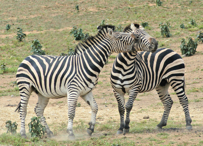 Play Fighting Burchell's Zebra (Equus burchellii) - Burchell's Zebra (Equus burchellii) fight 2; DISPLAY FULL IMAGE.