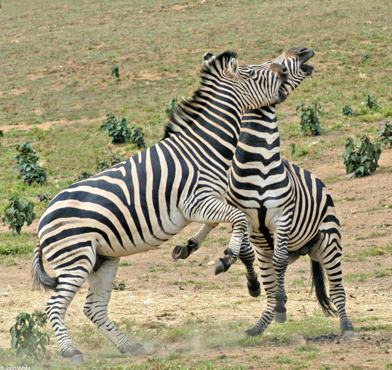 Play Fighting Burchell's Zebra (Equus burchellii) - Burchell's Zebra (Equus burchellii) fight 3; DISPLAY FULL IMAGE.
