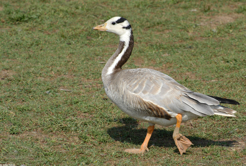 Bar-headed Goose (Anser indicus); DISPLAY FULL IMAGE.
