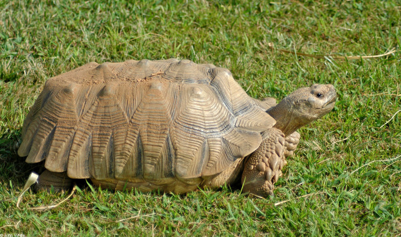 African Spurred Tortoise (Geochelone sulcata); DISPLAY FULL IMAGE.
