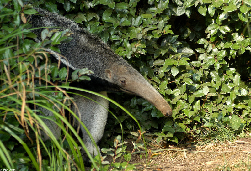 Giant Anteater (Myrmecophaga tridactyla)001; DISPLAY FULL IMAGE.