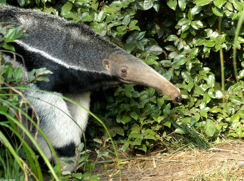 Giant Anteater (Myrmecophaga tridactyla)004; DISPLAY FULL IMAGE.