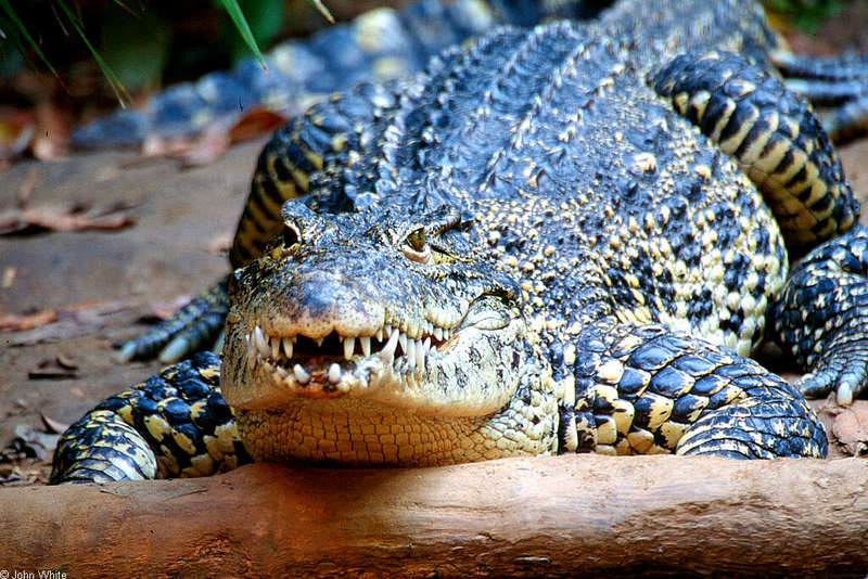 Some Crocodiles - Cuban Crocodile 23455 - Crocodylus rhombifer; DISPLAY FULL IMAGE.