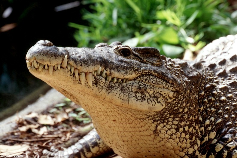 Some Crocodiles - Cuban Crocodile 4041 - Crocodylus rhombifer; DISPLAY FULL IMAGE.