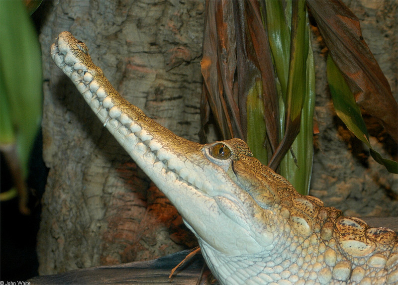 Some Crocodiles - Johnston's Crocodile (Crocodylus johnstoni); DISPLAY FULL IMAGE.
