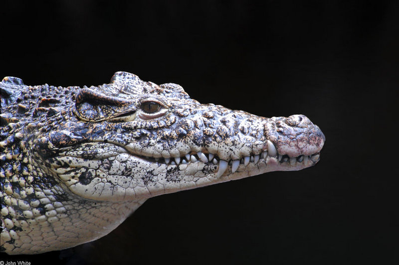 Some Crocodiles - cuban croc - Cuban crocodile (Crocodylus rhombifer); DISPLAY FULL IMAGE.