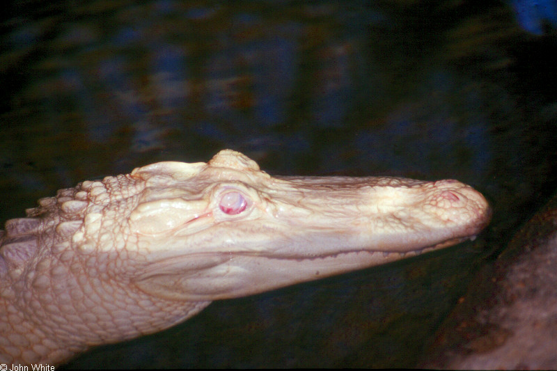 Some Gators - Alligator mississippiensis - Albino 0014; DISPLAY FULL IMAGE.