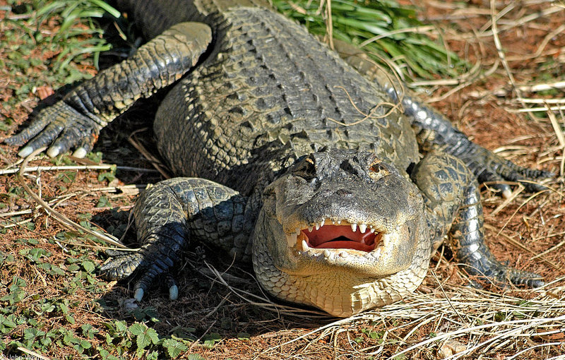 Some Gators - American Alligator 4001; DISPLAY FULL IMAGE.