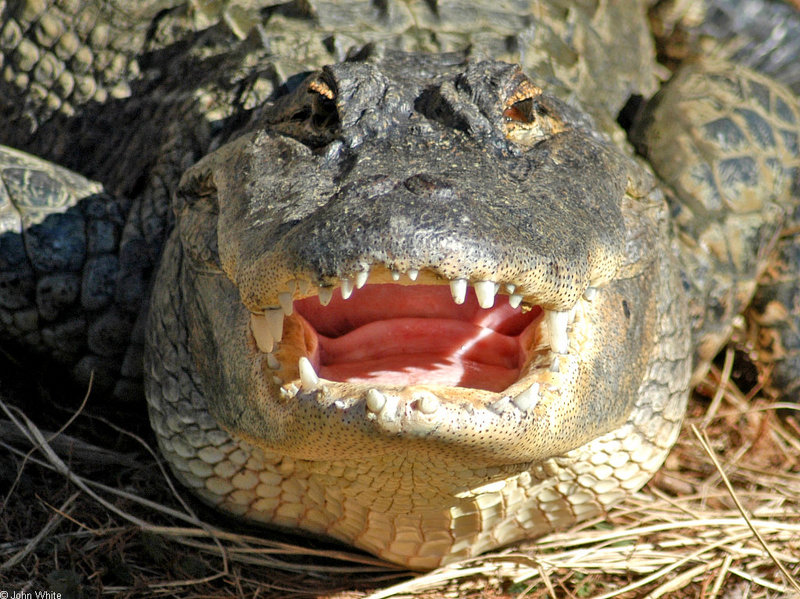 Some Gators - American Alligator_close-up; DISPLAY FULL IMAGE.