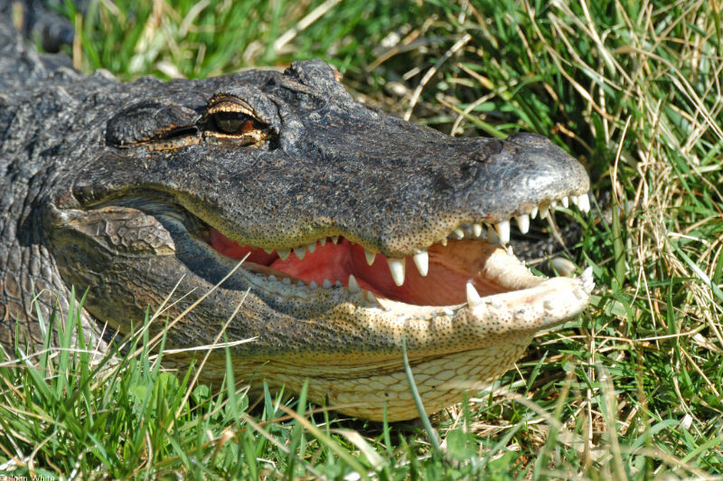 Some Gators - American Alligator_sm; DISPLAY FULL IMAGE.