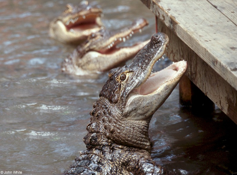 Some Gators - American alligator 0026; DISPLAY FULL IMAGE.