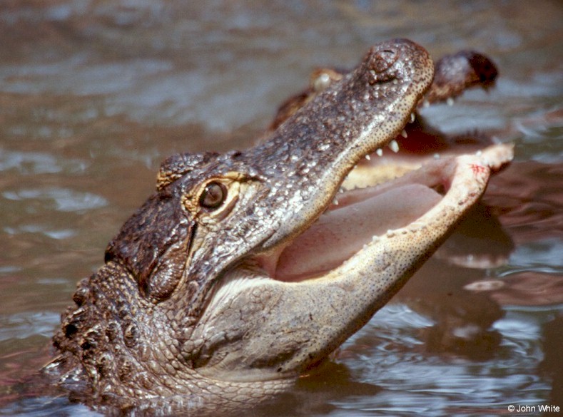 Some Gators - American alligator 0027; DISPLAY FULL IMAGE.