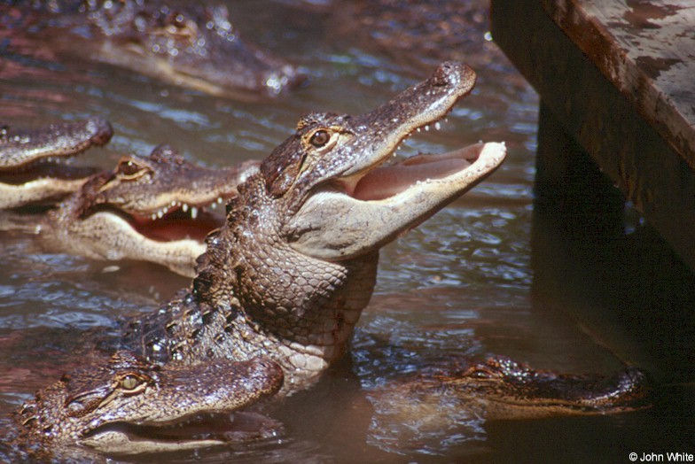 Some Gators - American alligator 0054; DISPLAY FULL IMAGE.