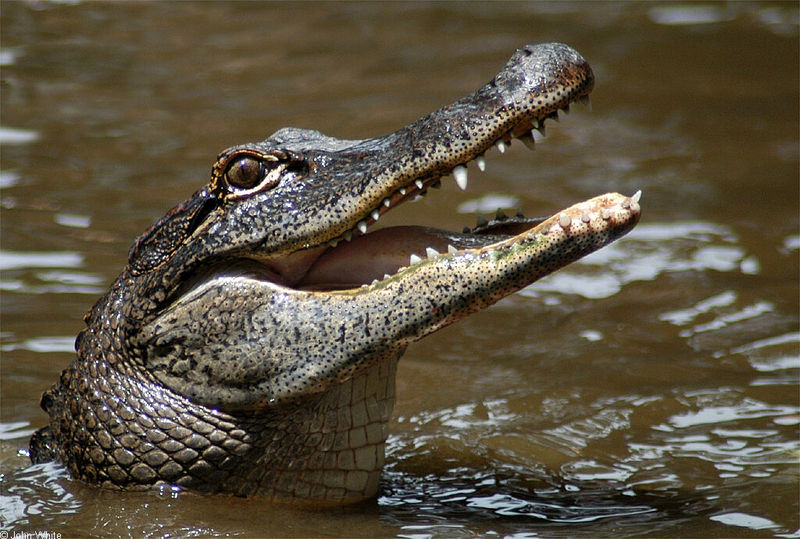 Some Gators - Arkansas_alligators 023; DISPLAY FULL IMAGE.