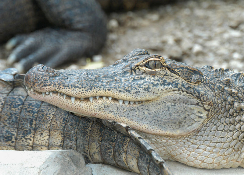 Some Gators - Arkansas_alligators 029; DISPLAY FULL IMAGE.