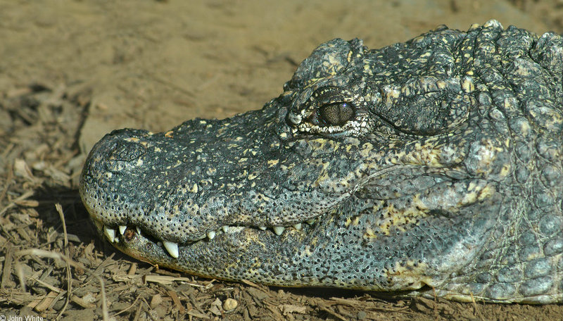 Some Gators - Chinese Alligator (Alligator sinensis)007; DISPLAY FULL IMAGE.