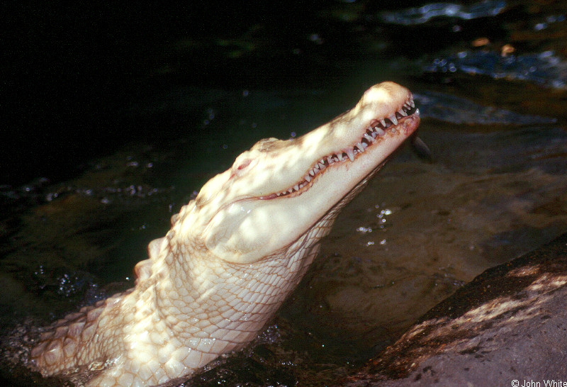 Some Gators - albino American alligator 9891; DISPLAY FULL IMAGE.