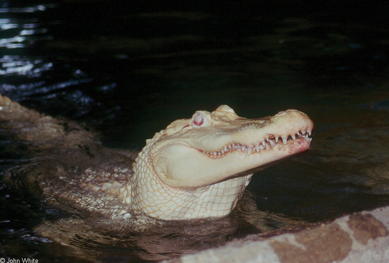 Some Gators - albino American alligator 9894; DISPLAY FULL IMAGE.