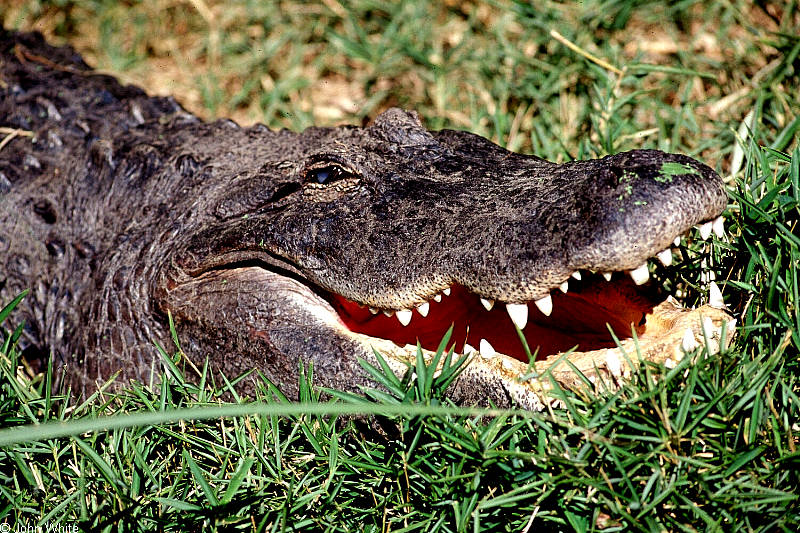 Some Gators - happy gator; DISPLAY FULL IMAGE.