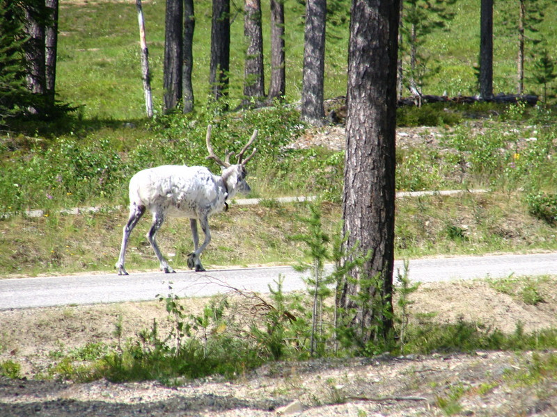 rendeer Lappland in North Finland; DISPLAY FULL IMAGE.