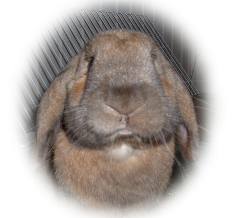 my great boyrabbit Jussi-Matti; DISPLAY FULL IMAGE.