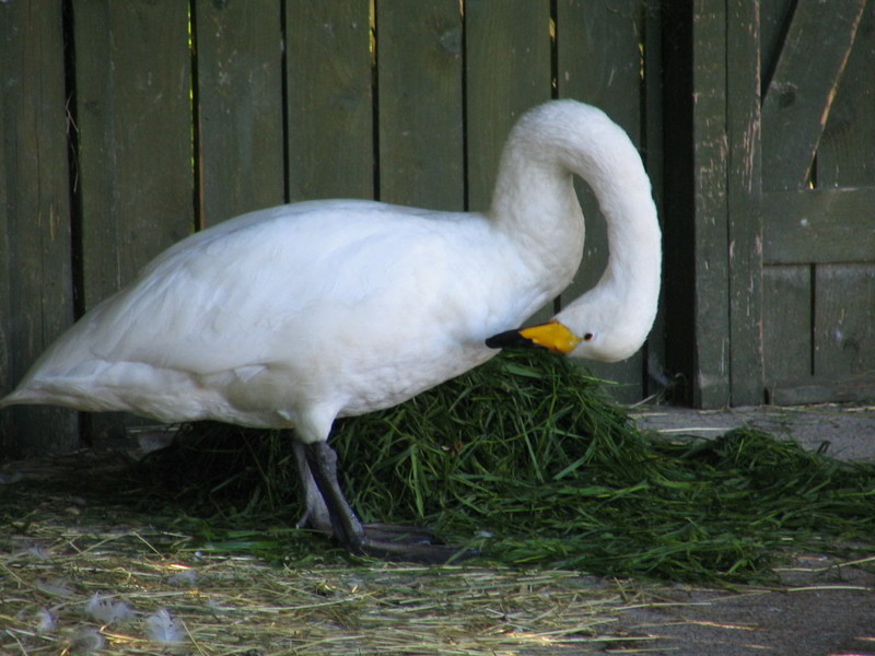 Finland's national bird; DISPLAY FULL IMAGE.