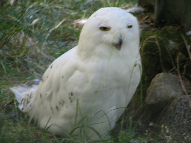 Lappland's owl (Finland); DISPLAY FULL IMAGE.