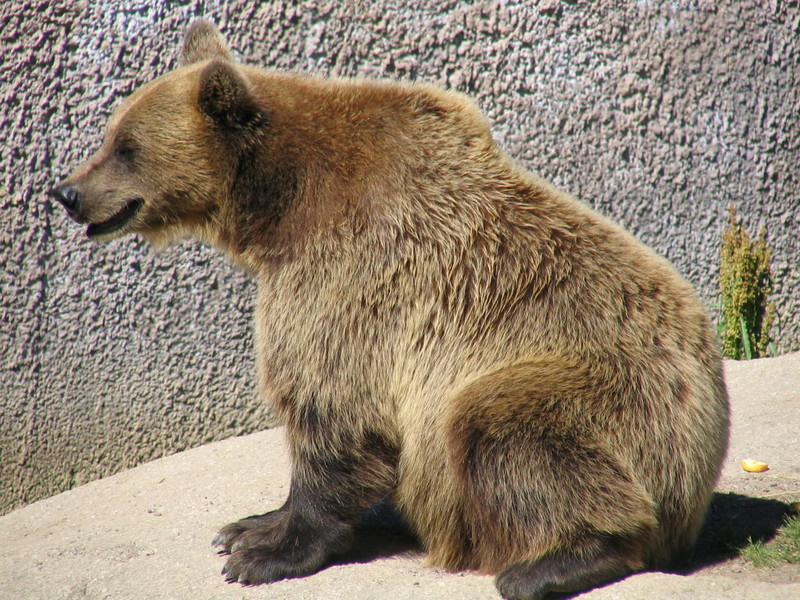 grey bear (Finland); DISPLAY FULL IMAGE.