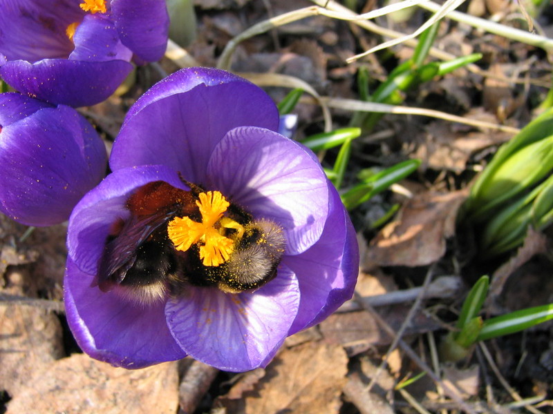 spring 2006 in Finland; DISPLAY FULL IMAGE.
