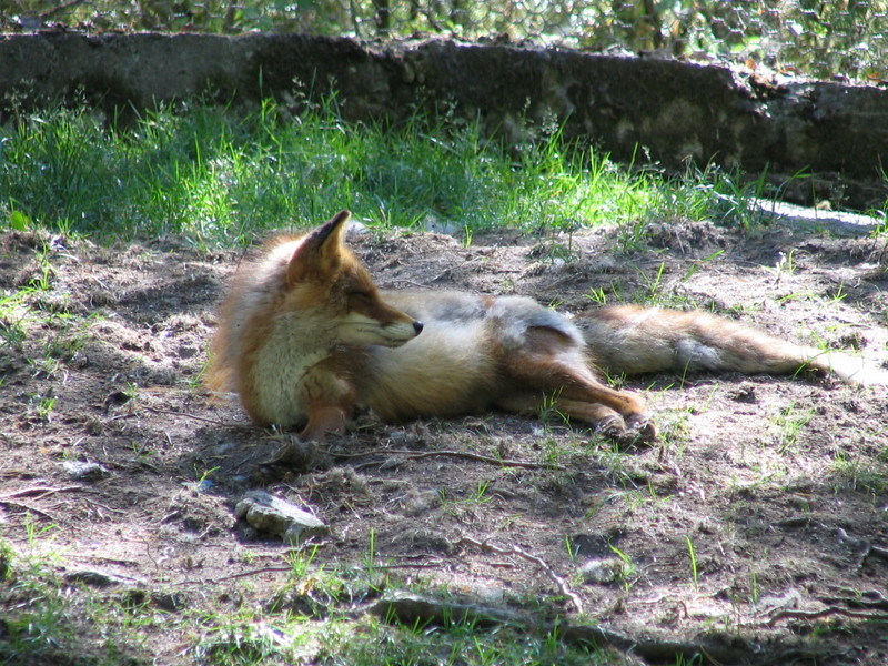 fox (Finland); DISPLAY FULL IMAGE.