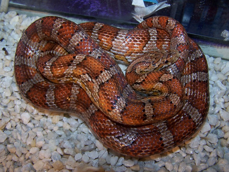 Snake photo; DISPLAY FULL IMAGE.