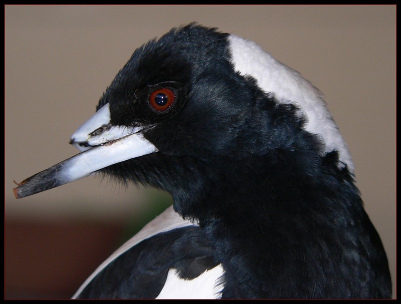 Aussie magpie 1/2; DISPLAY FULL IMAGE.