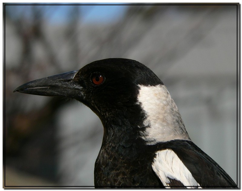 Aussie magpie 2/2; DISPLAY FULL IMAGE.