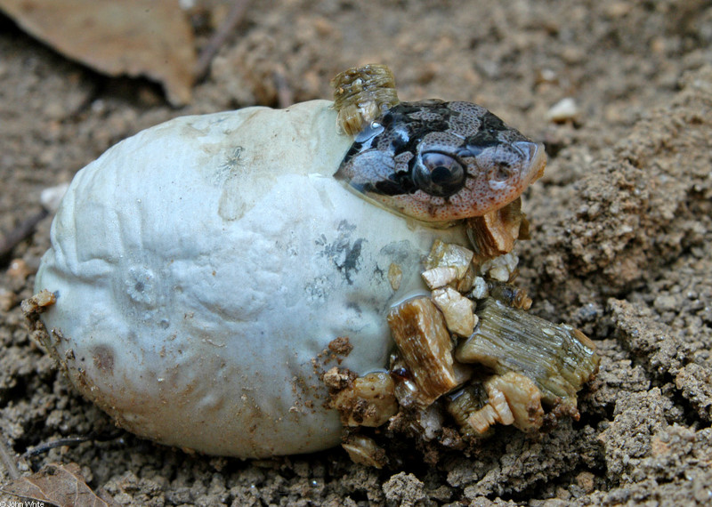 Baby Hog -- Eastern Hog-nosed Snake (Heterodon platirhinos); DISPLAY FULL IMAGE.