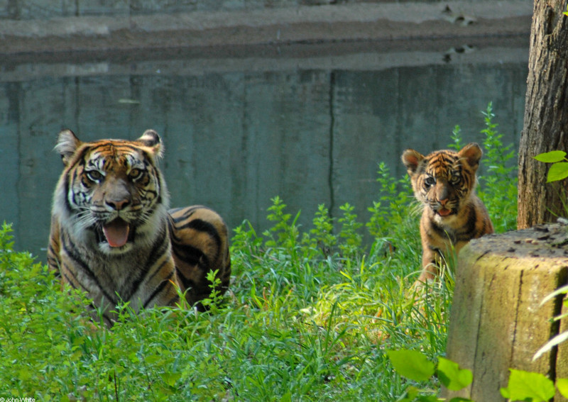 Tiger Cub - Sumatran Tiger (Panthera tigris sumatrae)001; DISPLAY FULL IMAGE.